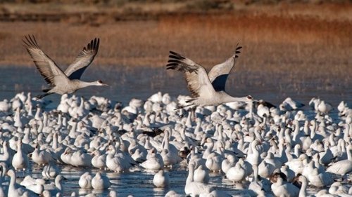 Birding Sites in Western North America