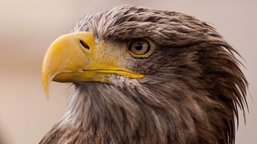Background image for An Eagle's Flight