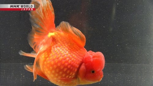 Background image for Goldfish