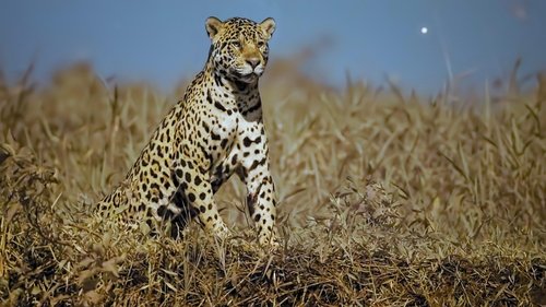 Background image for Jaguar Jungle