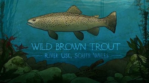 Wild Brown Trout: River Usk, South Wales