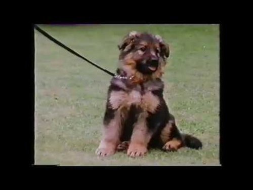 Background image for Puppies