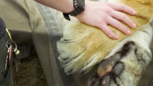 Tiger's Day at the Dentist