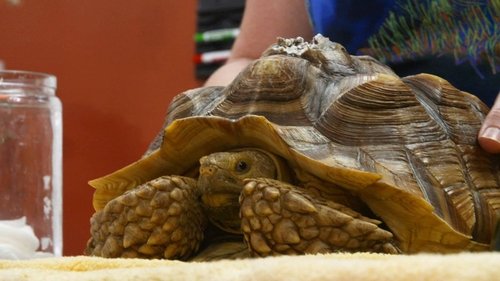 Background image for The Tortoise and the Dog