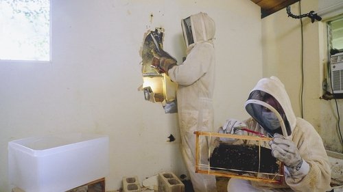 Background image for Bee Infestation on the Bay
