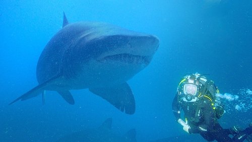 Background image for Shark Special