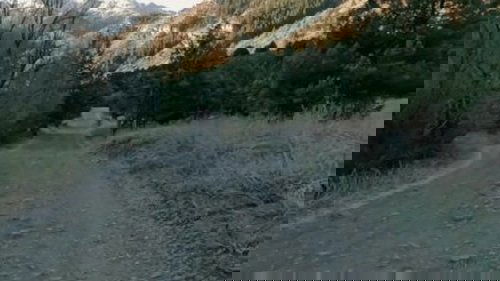 Background image for The Dog Knows