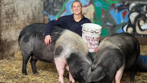 Background image for Pig Pandemonium