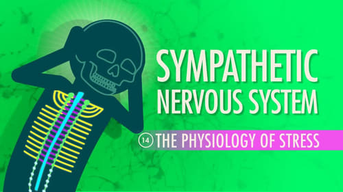 Sympathetic Nervous System