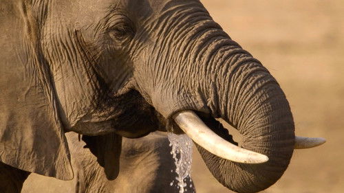 Background image for The Camp Phoenix Herd