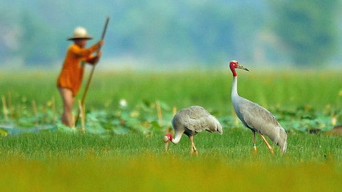 Background image for Thailand: Coming of Age