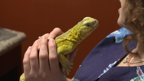 Background image for Lizard of Oz