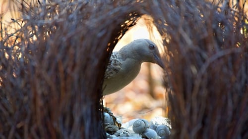 Bower Bird Blues