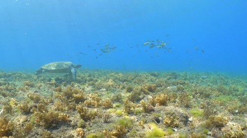Background image for Island's Fight for Zero Plastic Waste: Taiwan