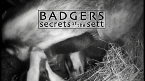 Badgers - Secrets Of The Sett