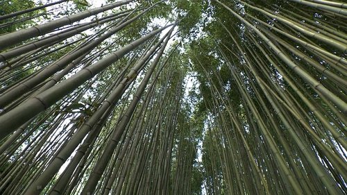 Background image for Bamboo