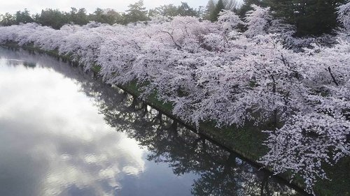 Background image for Spring Splendor in Hirosaki