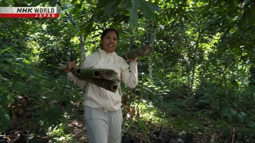 Background image for The Power of Bamboo: Indonesia