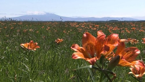 Background image for Okhotsk Summer Flower Garden
