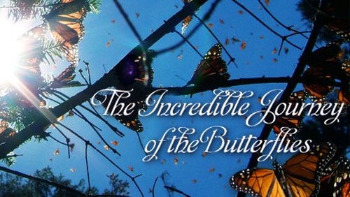 Background image for The Incredible Journey of the Butterflies