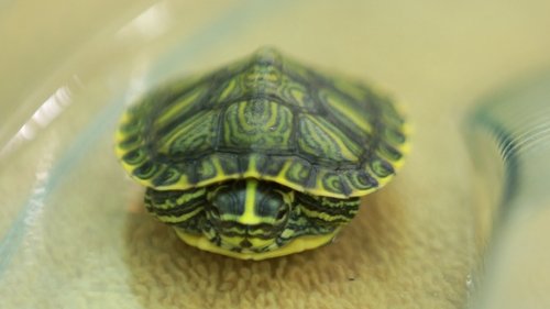 Background image for Turtle-Necked