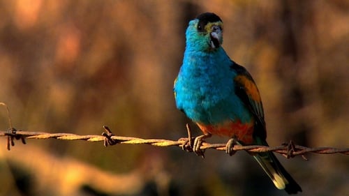 Super Solar Cells, Where Birdsong Began