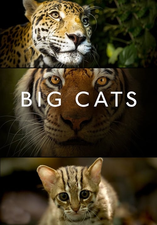 Show cover for Big Cats