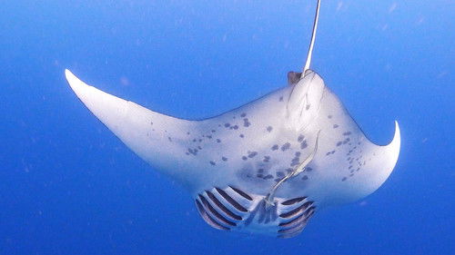 Background image for Giants of Palau