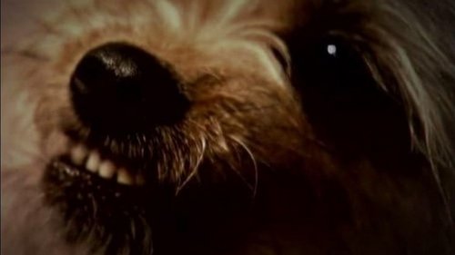 Background image for The Possession of Cassie