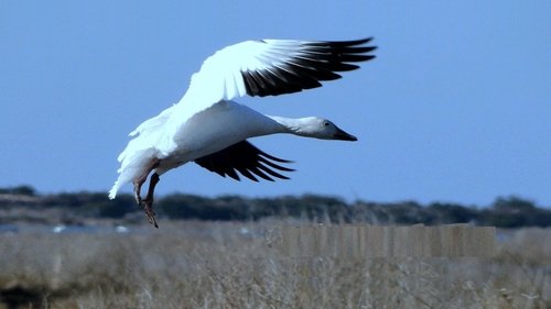 Background image for Mattamuskeet