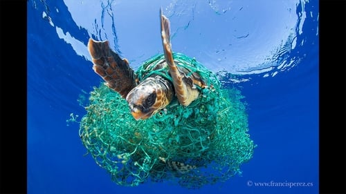 No More Plastic: In Search of a Sustainable Future - Part 1: Clearing Plastic from the Ocean