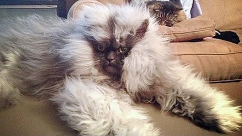 Background image for Demon Cat