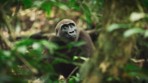 Background image for Gorillas