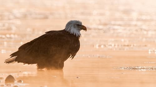 Alaska: Last American Frontier