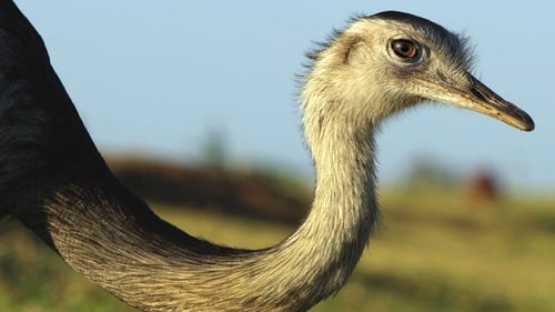 Rheas-Cerrado