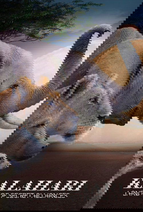 Kalahari: Land of Secret Alliances