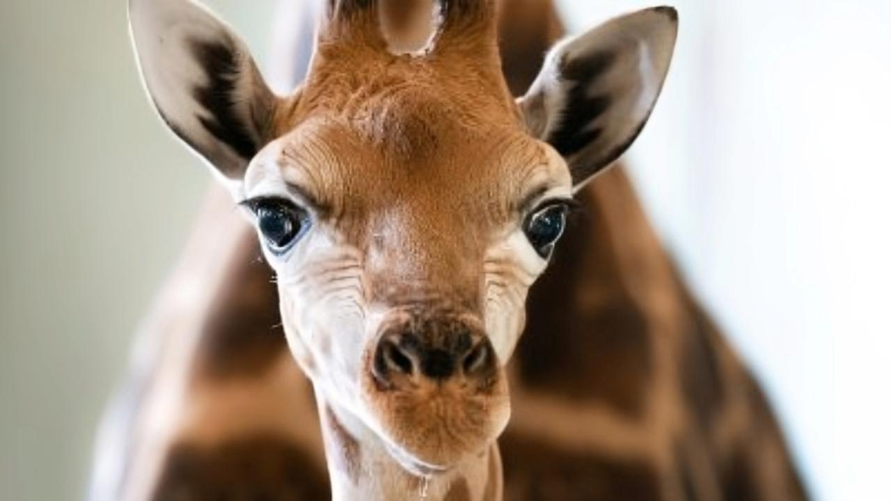 A Baby Giraffe's Tall Order