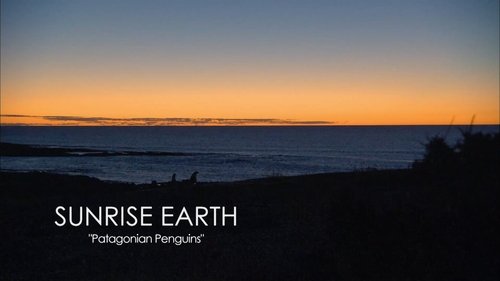 Background image for Patagonian Penguins
