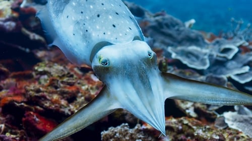 Coral Reefs