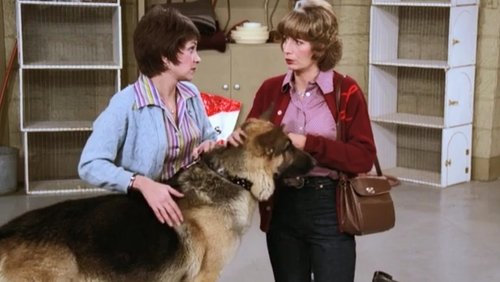 Background image for It's a Dog's Life