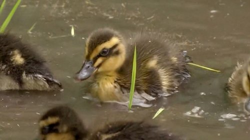 Background image for Farmer Uses Ducklings to Grow Rice Without Chemicals