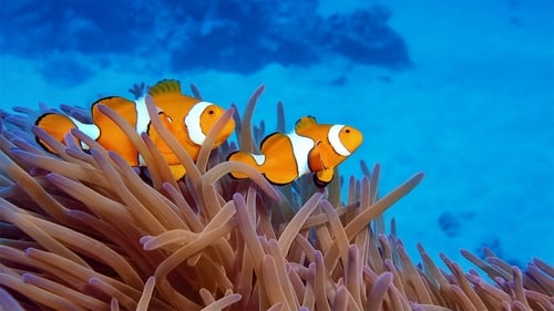 Great Barrier Reef