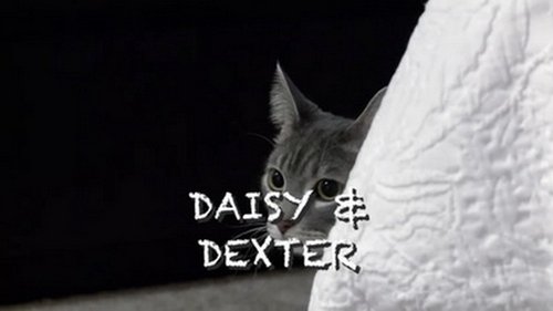 Background image for Stalking Miss Daisy