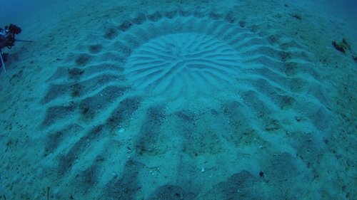 Background image for Infrared UFO Attack, Human Bear, & Underwater Crop Circles