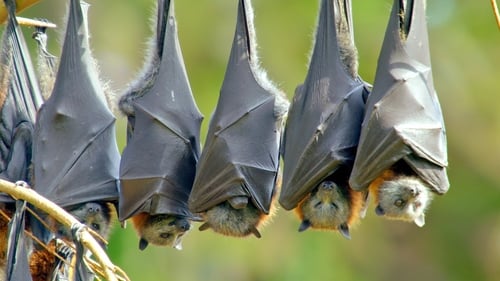 The Flying Fox