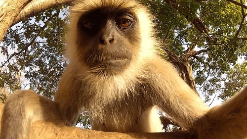 Background image for Wild Animal Selfies