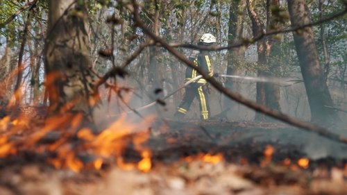 Background image for Forest in flames
