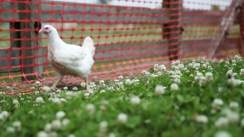 Background image for Chicken Lickin'