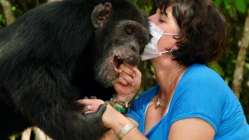 Estelle’s Favorite Chimp