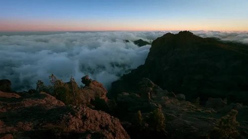 Background image for Forests of Fire: Canary Pine Forest